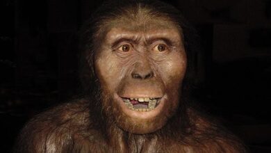 Photo of Otra especie humana desconocida caminaba en África hace 3,6 millones de años