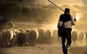 Photo of “El Pastor auténtico da la vida por sus ovejas”