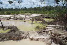 Photo of SOS Orinoco: Se han perdido 135 mil hectáreas de bosques tropicales en el Esequibo