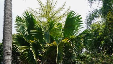 Photo of La palma de Ceilán florecerá por primera (y única vez) en sus 60 años de vida en el Jardín Botánico de Caracas