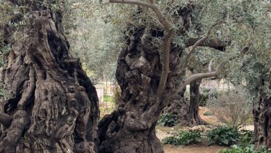 Photo of ¿Se puede ver el rostro de Jesús en un árbol del huerto de Getsemaní?