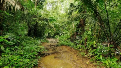 Photo of La peligrosa selva de Darién, el camino elegido para huir de “la otra guerra”