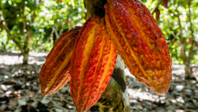 Photo of Gran cacao en Venezuela y Vietnam