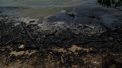 Photo of Advierten sobre el deterioro contínuo de ecosistemas costeros venezolanos