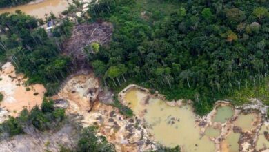 Photo of Venezuela es el país con mayor pérdida de bosques en la región amazónica
