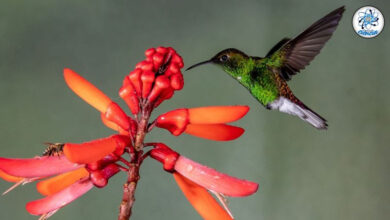 Photo of Este es el significado e importancia de la visita de un colibrí a tu jardín