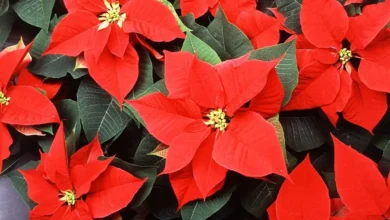Photo of El origen de la poinsettia, la flor de Navidad más usada en el mundo