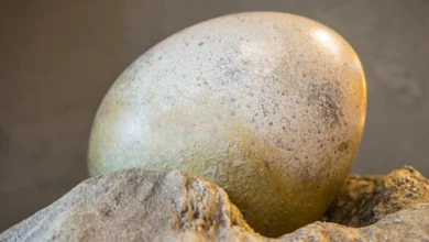 Photo of Cómo un sacerdote católico fue el primero en descubrir huevos de dinosaurio