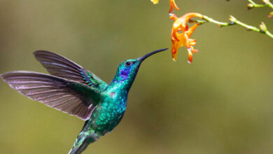 Photo of Los colibríes consumen alcohol pero no se emborrachan